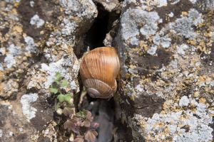 Beispielbild: Schnecke klettert einen Stein hoch.