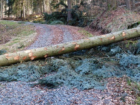 Das Bild zeigt einen umgestürzten Baum, der den Weg versperrt.
